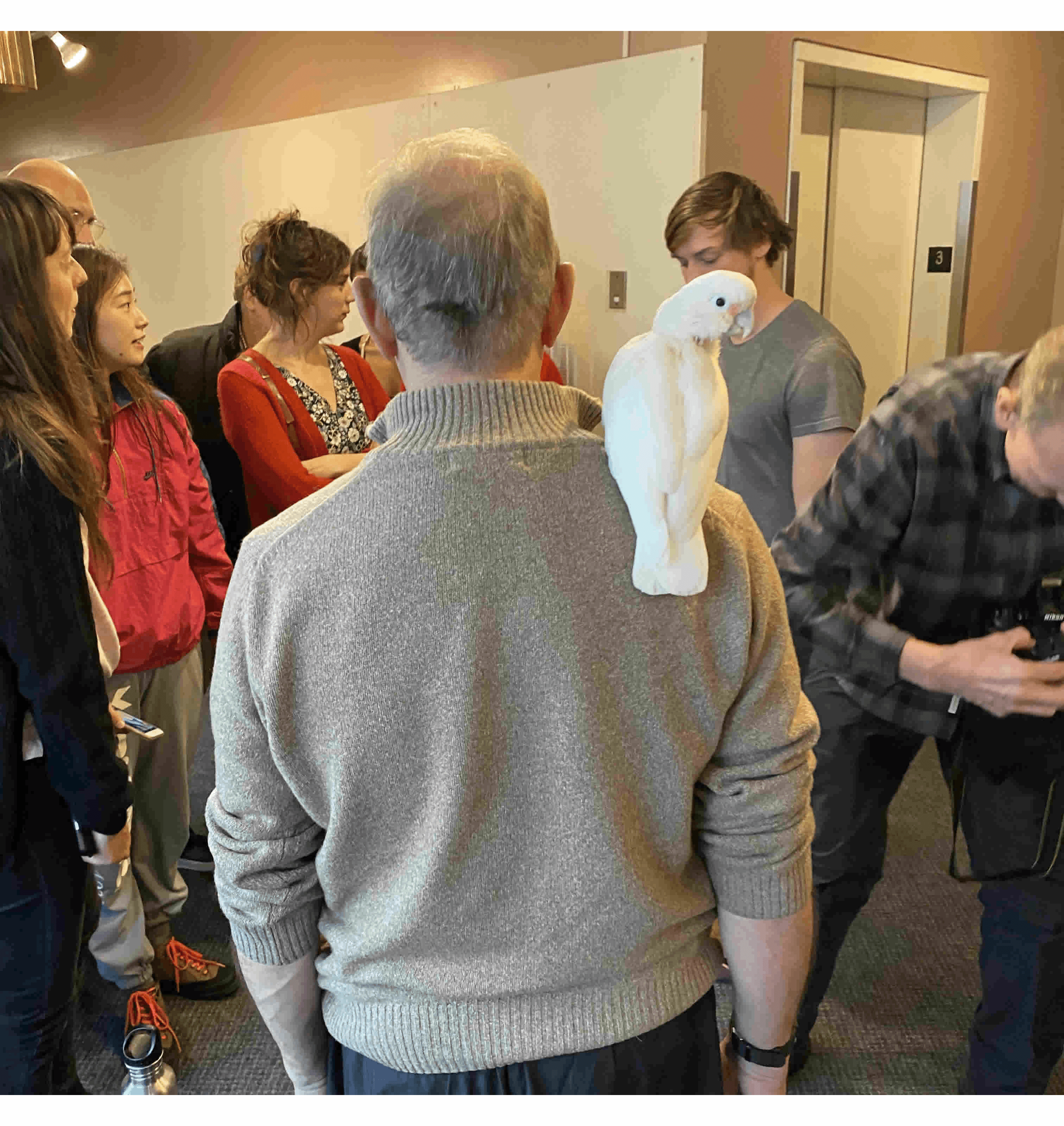 White Bird on Robert Swinston's shoulder
